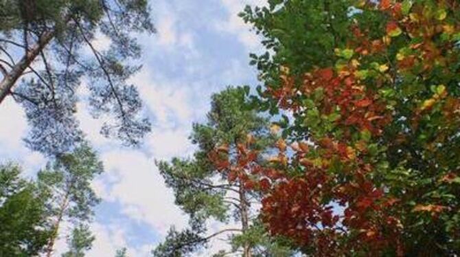 Herbst-Farben im Hochsommer: Viele Laubbäume können ihre Blätter nicht mehr mit genügend Wasser versorgen. GEA-FOTO: BRÄU