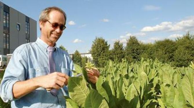 Giftige Genusspflanzen im Reutlinger Stadtgebiet: Matthias Bögle ist Tabak-Pionier. FOTO: GERLINDE TRINKHAUS