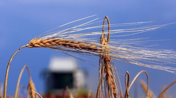 Das Getreide reift. Die Ernte wird zum Wettlauf zwischen Mähdreschern und Regenschauern. FOTO: DPA
