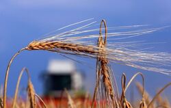 Das Getreide reift. Die Ernte wird zum Wettlauf zwischen Mähdreschern und Regenschauern. FOTO: DPA