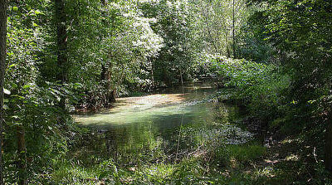 So verwunschen wie zwischen Lichtenstein und Pfullingen ist die Echaz nirgends mehr. Seit Jahrzehnten setzt sich der Nabu für de