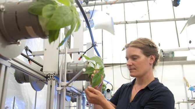 Alina Schick, Geschäftsführerin von Graviplant, arbeitet an der Universität Hohenheim in Stuttgart an horizontal wachsenden Pfla