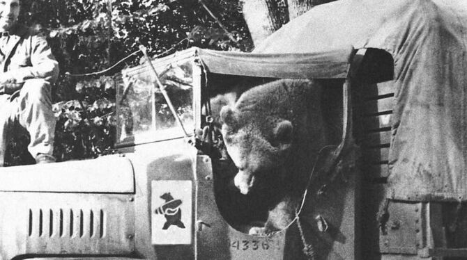 Mehr als hundert Laster standen Wojteks Kompanie zur Verfügung, doch einen beschlagnahmte immer der Bär. Er liebte es, sich hint Mehr als hundert Laster standen Wojteks Kompanie zur Verfügung, doch einen beschlagnahmte immer der Bär. Er liebte es, sich hint