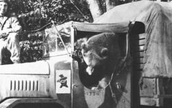 Mehr als hundert Laster standen Wojteks Kompanie zur Verfügung, doch einen beschlagnahmte immer der Bär. Er liebte es, sich hint