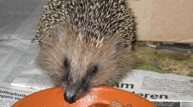 Wer einen Igel füttert, sollte ihm Katzenfutter in einer flachen Schale servieren, damit er die Nahrung auch erreichen kann. FOT Wer einen Igel füttert, sollte ihm Katzenfutter in einer flachen Schale servieren, damit er die Nahrung auch erreichen kann. FOT