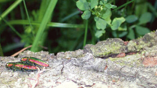 Seltener Anblick seltener Krabbler: Zwei Eninger Exemplare des Großen Linden-Prachtkäfers bei der Kopula genannten Begattung auf