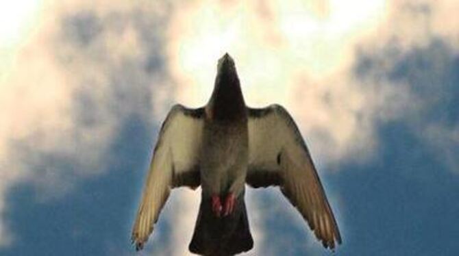 Einst Symbol der Sanftmut, heute &raquo;Ratte der Lüfte&laquo;: die Taube.  FOTO: NIETHAMMER