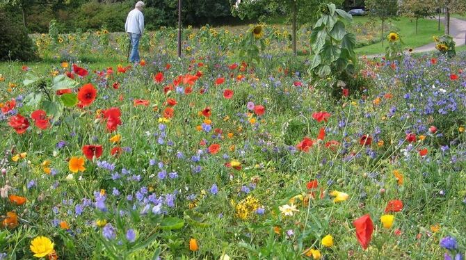 Schön anzuschauen: Hayingens Bürgergarten. Mitten in den Blumenwiesen gibt’s sonntags auch Kaffee und Kuchen. GEA-FOTO: OELKUCH Schön anzuschauen: Hayingens Bürgergarten. Mitten in den Blumenwiesen gibt’s sonntags auch Kaffee und Kuchen. GEA-FOTO: OELKUCH