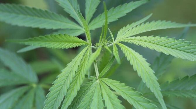 Foto: Oliver Berg/Symbol