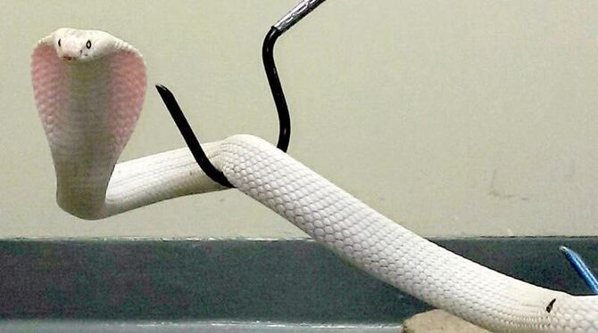 Diese weiße Kobra war in Thousand Oaks in Kalifornien nach mehrtägiger Jagd eingefangen worden. Foto: Ian Recchio