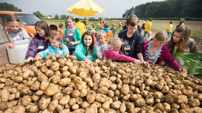 Kartoffelfest 2014