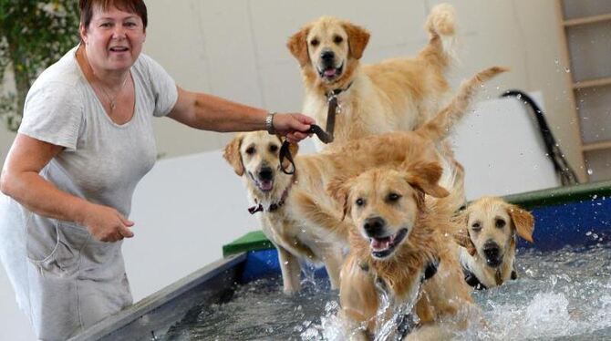 Diese Golden Retriever scheinen im Hunde-Hallenbad ihren Spaß zu haben. Foto: Roland Holschneider