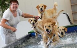 Diese Golden Retriever scheinen im Hunde-Hallenbad ihren Spaß zu haben. Foto: Roland Holschneider