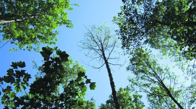 Gesunder Mischwald strotzt vor Kraft. Doch das Bild trügt. Im gesamten Südwesten, auch in der Region Neckar-Alb, sind Schäden im