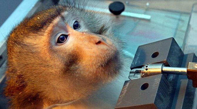 Der Langschwanzmakake Winnie, hier bei einem wissenschaftlichen Experiment, gehört zu einer rund 20 Tiere umfassenden Affenkolon