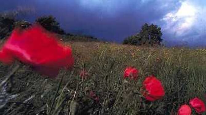 »Stürmisch« hat Hanspeter Bauer dieses Bild genannt. Zusammen mit anderen Fotos hat es beim Städtecup Offenburg 2003 den 1. Prei