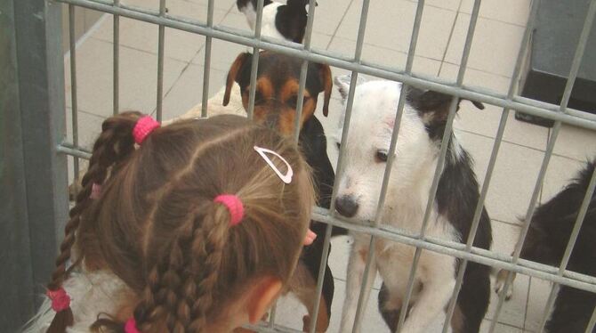 Neugier auf beiden Seiten: Die Tage der offenen Tür im Pfullinger Tierschutzzentrum des »Bunds gegen Missbrauch der Tiere« (bmt)