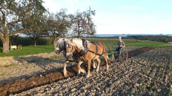 Florian Wagner bei der Arbeit auf dem Acker mit seinen beiden Haflingern und dem Homesteader, einem landwirtschaftlichen Multita Florian Wagner bei der Arbeit auf dem Acker mit seinen beiden Haflingern und dem Homesteader, einem landwirtschaftlichen Multita