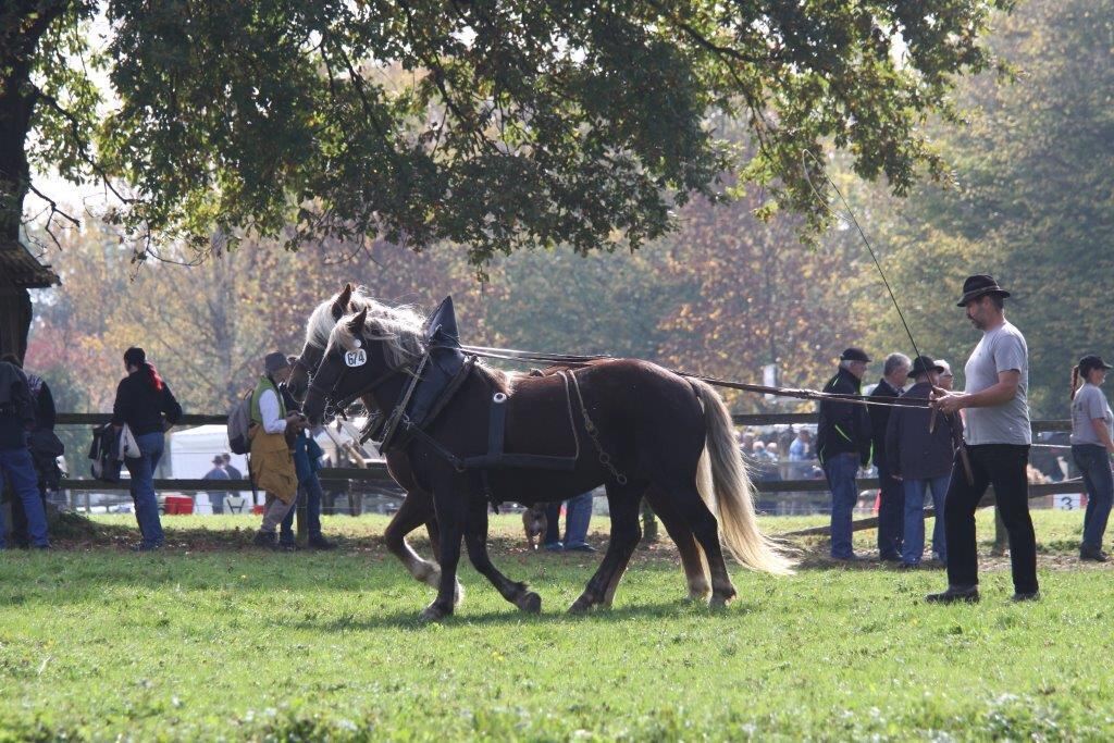 Fuhrmannstag Pliezhausen 2014