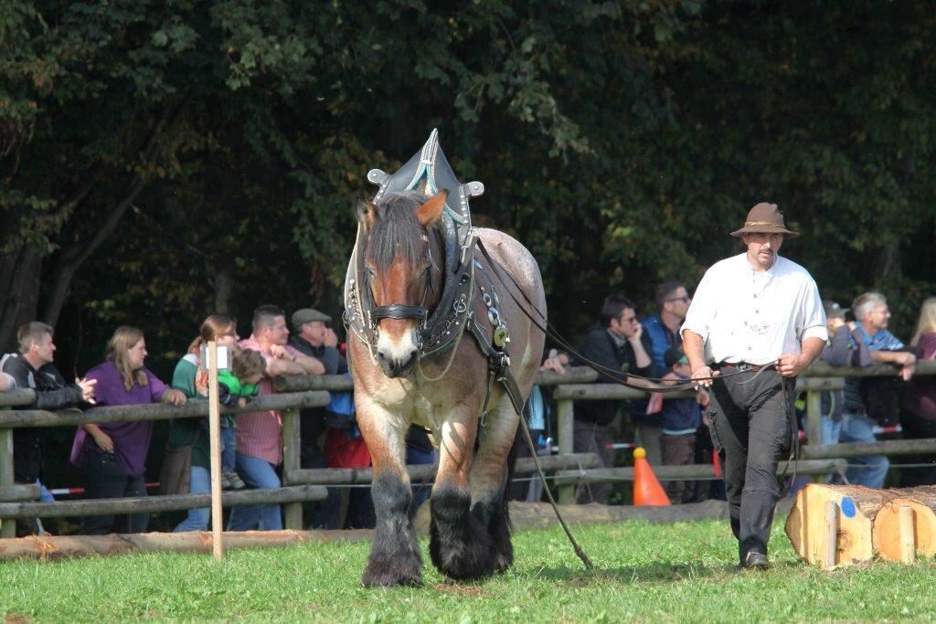 Fuhrmannstag Pliezhausen 2014