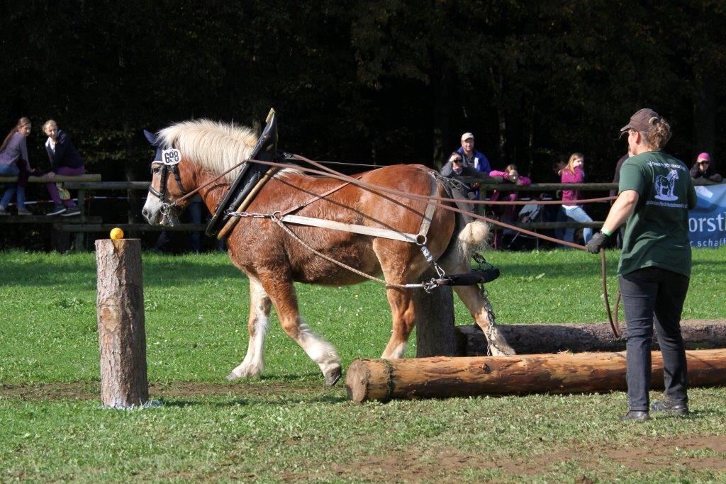 Fuhrmannstag Pliezhausen 2014