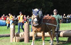Der Stamm wird unter einem niedrig liegenden Hindernis durchgezogen. FOTO: KOZJEK