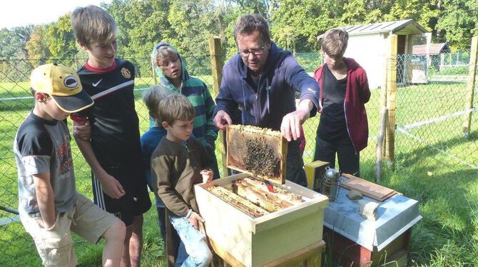 Suche nach der Königin: Der Imker Jens Peter entnimmt aus dem Bienenstock eine Wabe, um sie den Kindern und Jugendlichen auf der