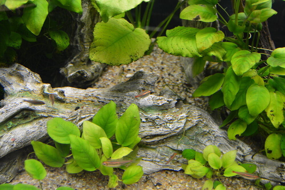 Aquarien- und Terrarien-Ausstellung Mössingen