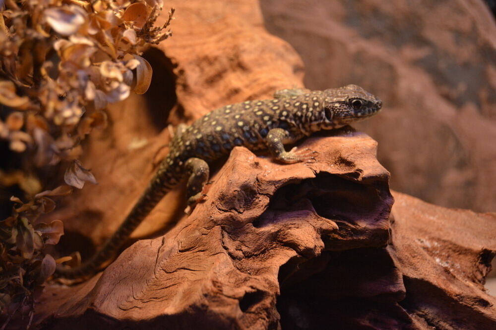 Aquarien- und Terrarien-Ausstellung Mössingen