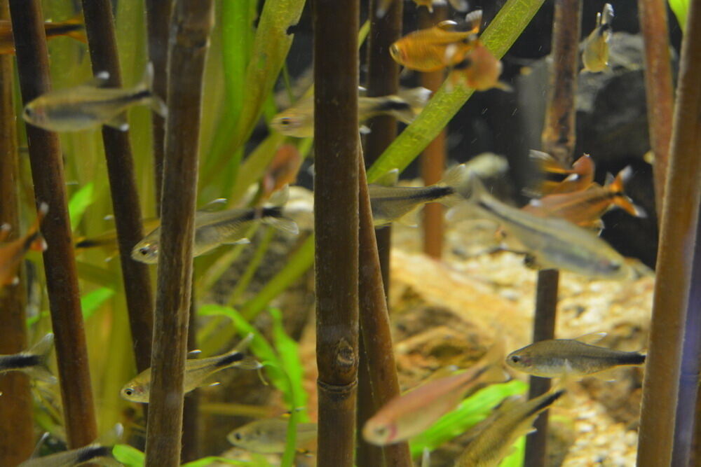 Aquarien- und Terrarien-Ausstellung Mössingen