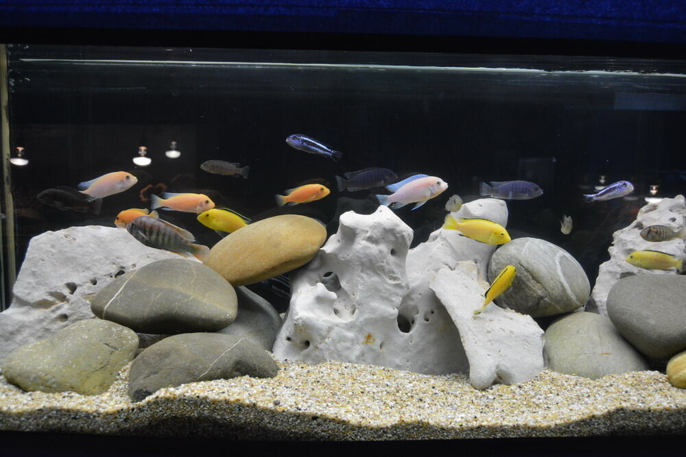 Aquarien- und Terrarien-Ausstellung Mössingen