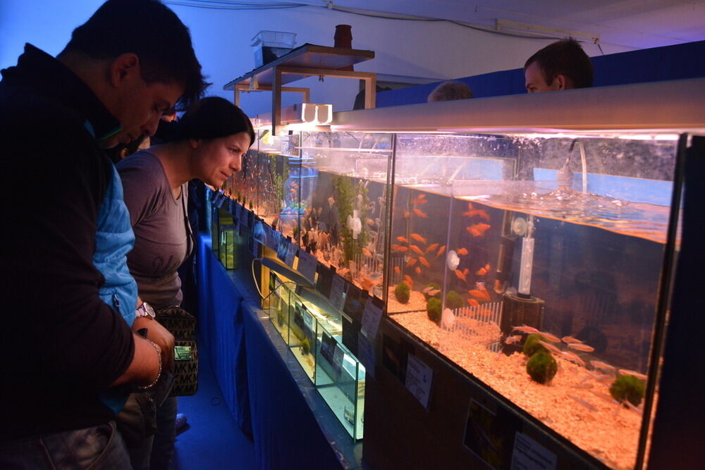 Aquarien- und Terrarien-Ausstellung Mössingen