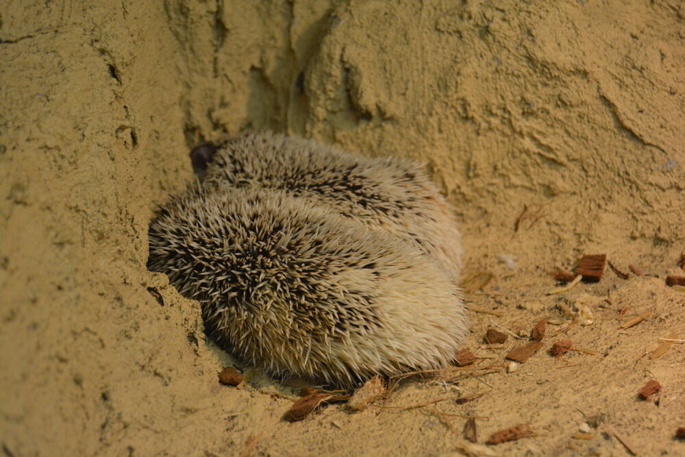 Aquarien- und Terrarien-Ausstellung Mössingen