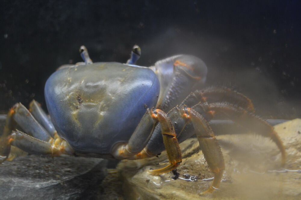 Aquarien- und Terrarien-Ausstellung Mössingen