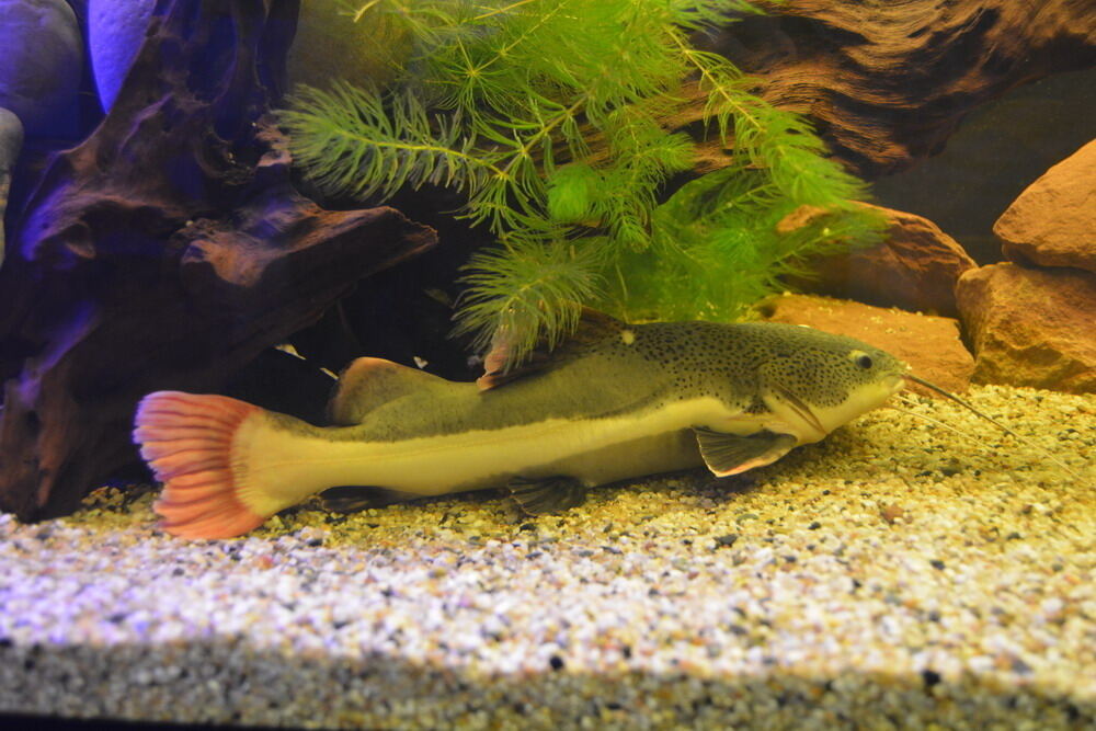 Aquarien- und Terrarien-Ausstellung Mössingen