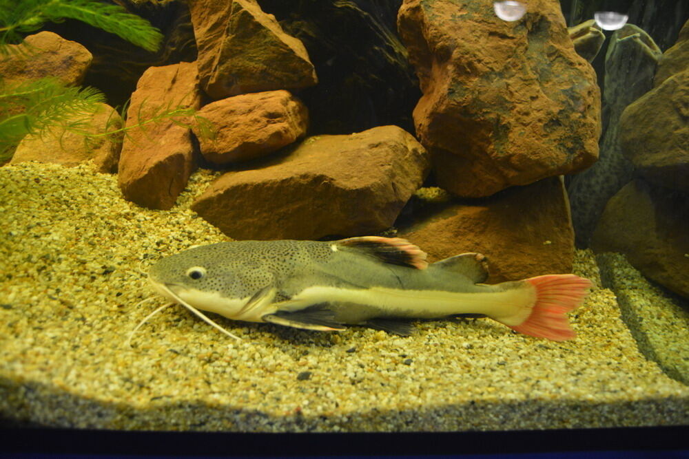 Aquarien- und Terrarien-Ausstellung Mössingen