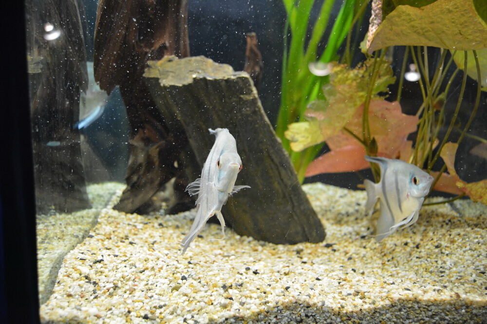 Aquarien- und Terrarien-Ausstellung Mössingen