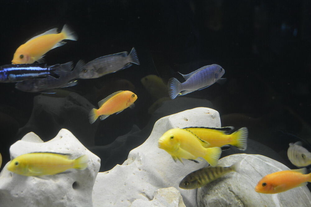 Aquarien- und Terrarien-Ausstellung Mössingen