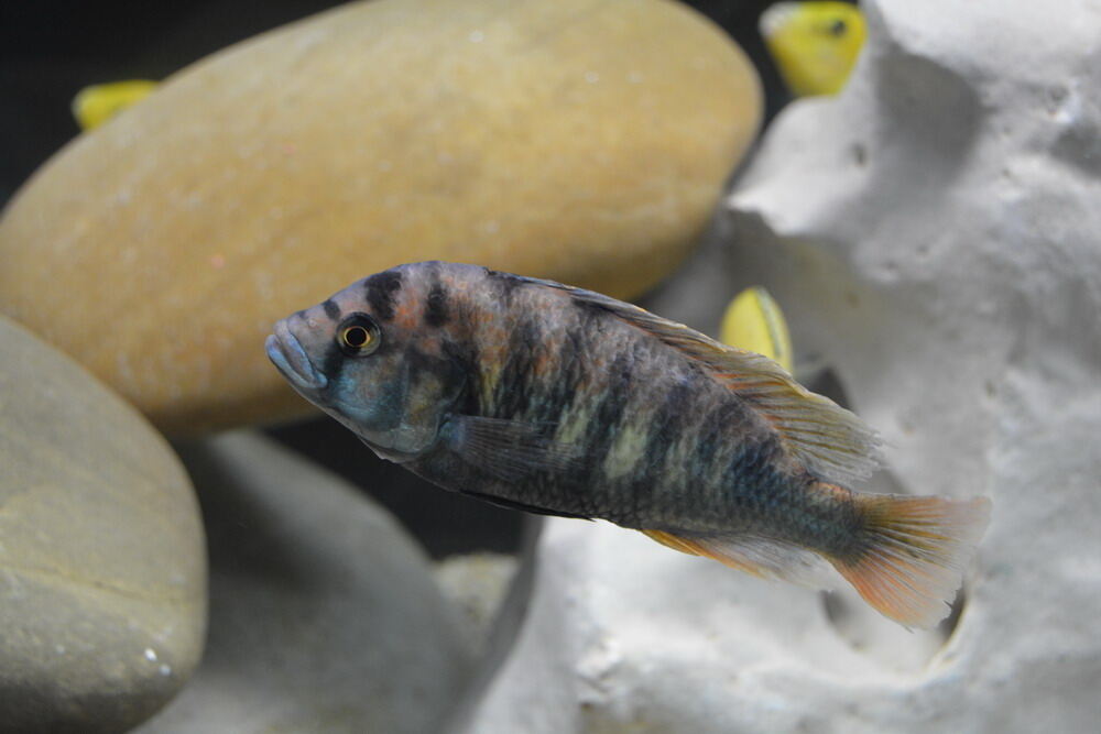 Aquarien- und Terrarien-Ausstellung Mössingen