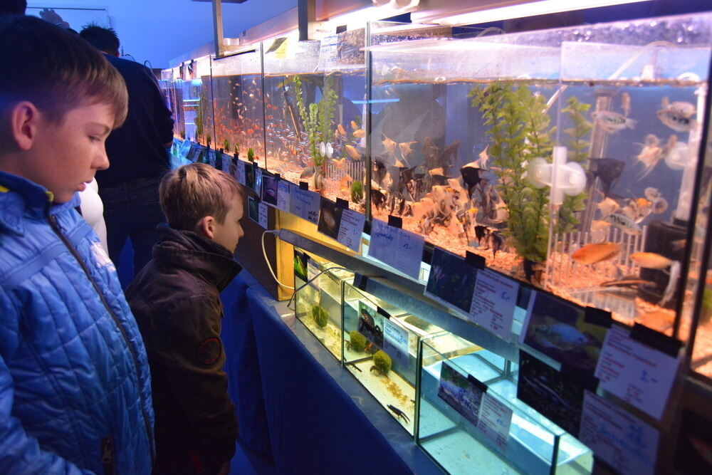 Aquarien- und Terrarien-Ausstellung Mössingen