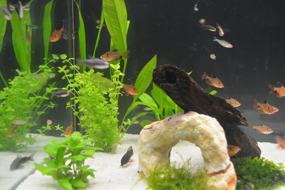 Aquarien- und Terrarien-Ausstellung Mössingen