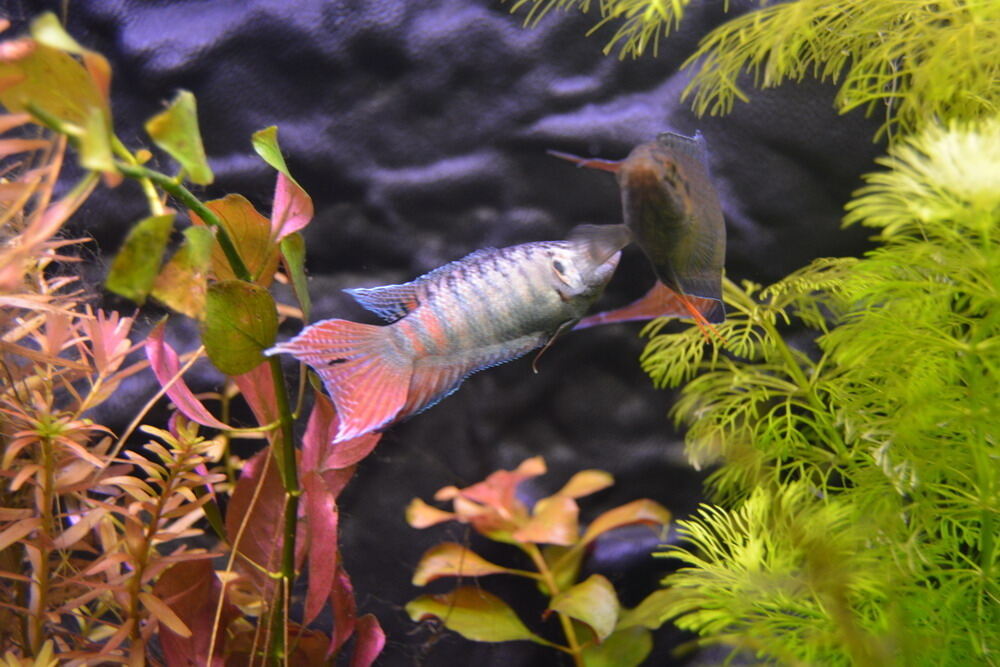 Aquarien- und Terrarien-Ausstellung Mössingen