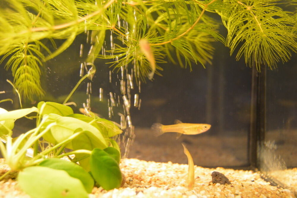 Aquarien- und Terrarien-Ausstellung Mössingen