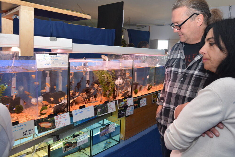 Aquarien- und Terrarien-Ausstellung Mössingen