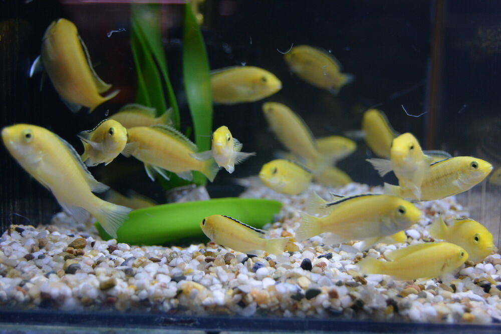 Aquarien- und Terrarien-Ausstellung Mössingen