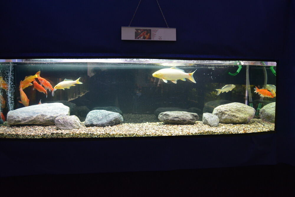 Aquarien- und Terrarien-Ausstellung Mössingen