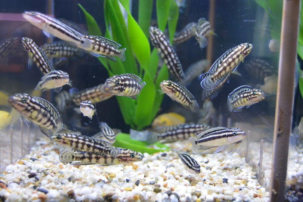 Aquarien- und Terrarien-Ausstellung Mössingen