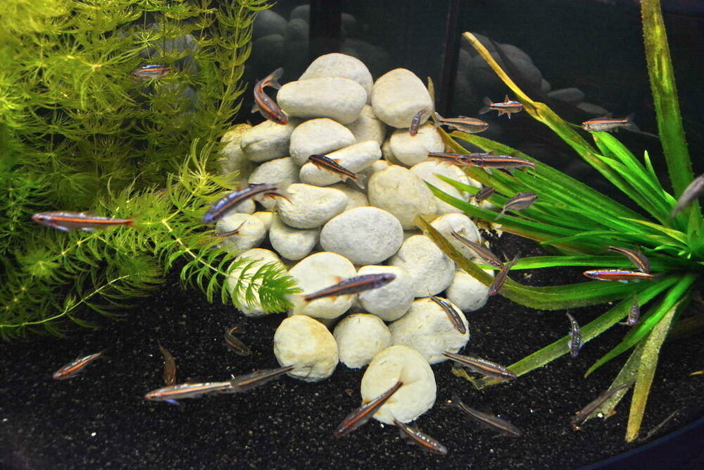 Aquarien- und Terrarien-Ausstellung Mössingen