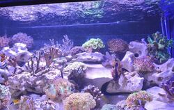 Blick in eine andere Welt: Hunderte von Fischen aus allen Weltmeeren und großen Flüssen, Reptilien und Insekten bevölkerten das