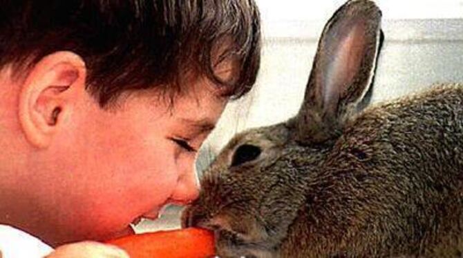 Eine jährliche Schutzimpfung beugt der &raquo;China-Seuche&laquo; bei Kaninchen und anderen Hasen vor.  FOTO: DPA